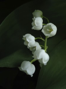 Lily of the Valley